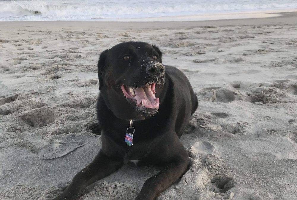 Black Labrador Retriever For Adoption in Conshohocken (Philadelphia) Pennsylvania – Meet 7 yo Logan