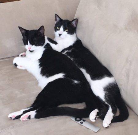 1 yo bonded male tuxedo cats for adoption in san francisco – adopt bear and mittens today!