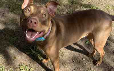 Doberman pinscher american staffordshire terrier mix dog for adoption in dallas texas tx – meet maple