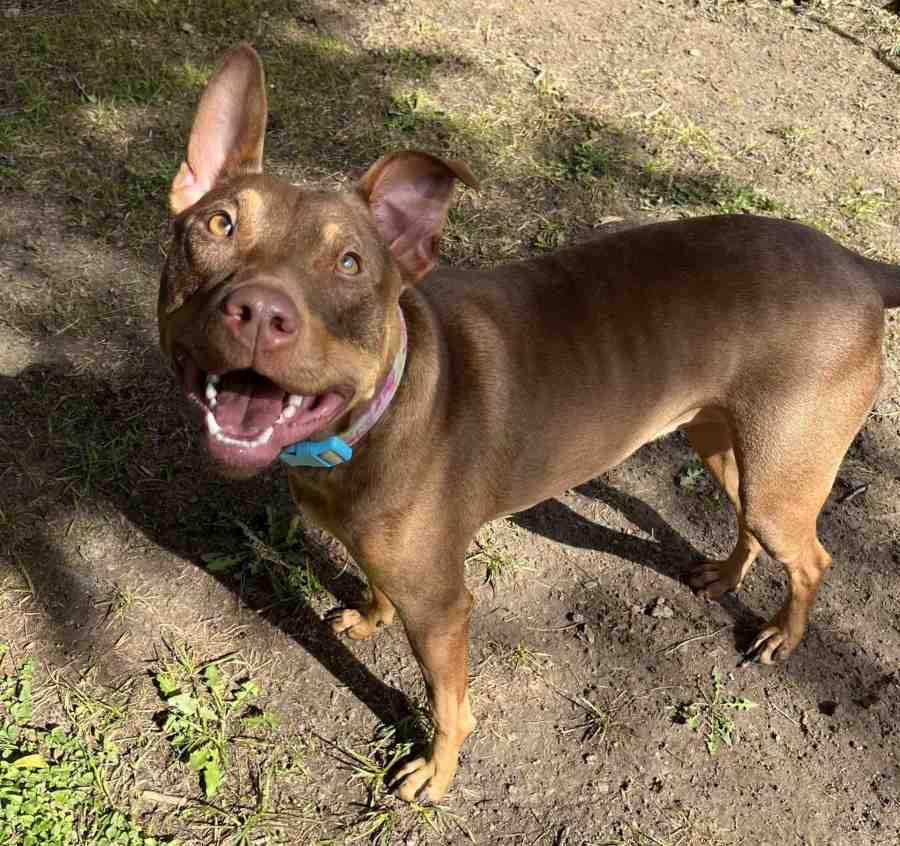 Adopt a Doberman Pinscher American Staffordshire Terrier Mix Dog in