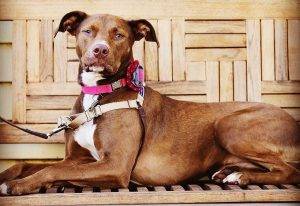 No longer available – labrador retriever pitbull mix dog raleigh nc – penny
