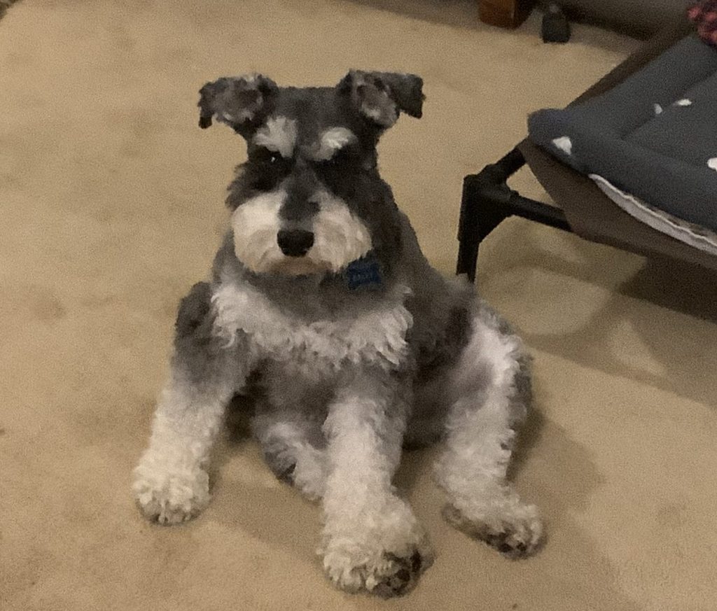 Baley - Miniature Schnauzer for Adoption in Newport News VA Miniature Schnauzer for adoption in Newport News VA - Meet Baley
