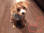 Maltipoo Dog For Adoption In Edmonton Alberta