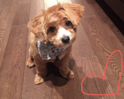 Maltipoo dog for adoption in edmonton alberta