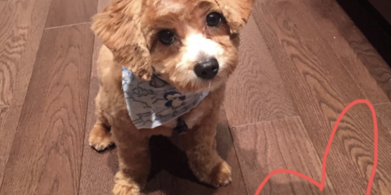 Maltipoo dog For Adoption in Edmonton Alberta