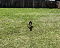 Boston terrier for adoption