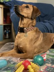 Labrador Retriever Rhodesian Ridgeback Mix Dog For Adoption In Edmonton Ab - Rhodesian Labrador