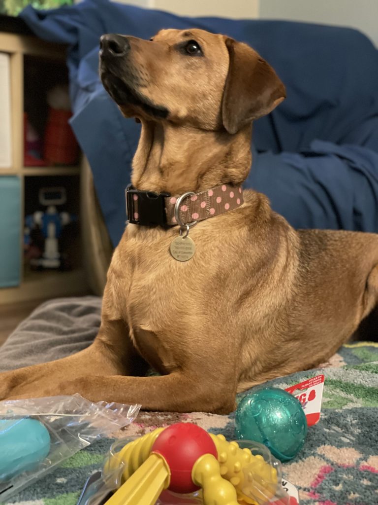 Labrador retriever rhodesian ridgeback mix dog for adoption in edmonton ab - rhodesian labrador