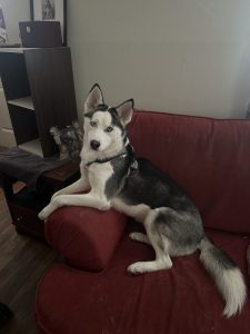 dog for adoption in philadelphia