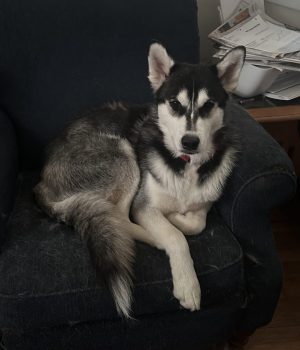 Siberian Husky Mix Dog For Adoption In Brookhaven PA – Meet Mickey