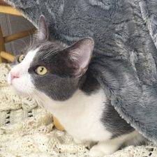 ADOPTED – Buttercup – Russian Blue Mix Cat  San Jose CA