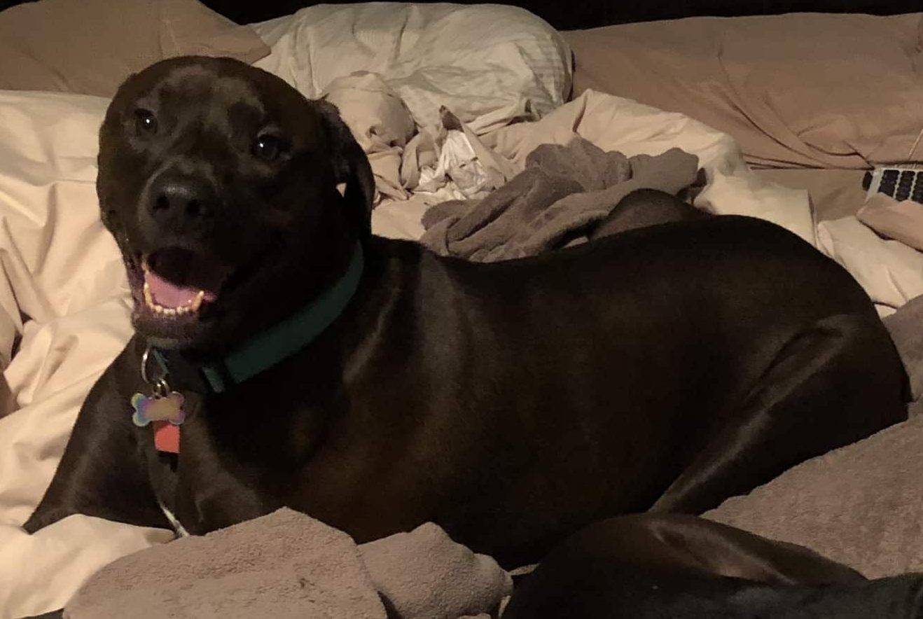 Walter - Great Dane Labrador Retriever German Shorthaired Pointer Mix Dog For Adoption in Phoenix
