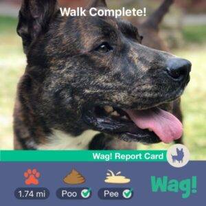 German shepherd mix adoption san diego