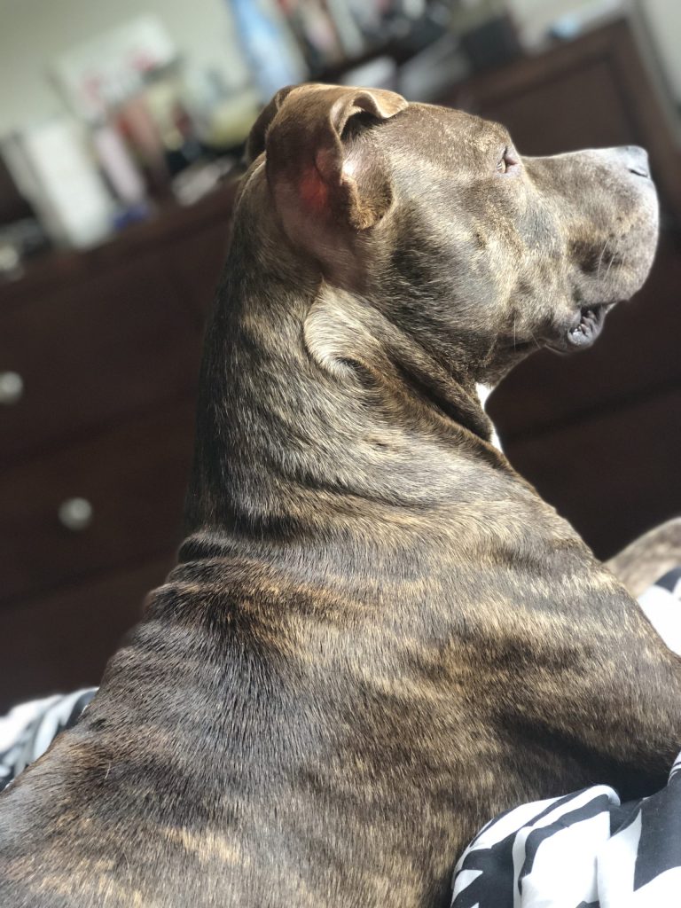 Handsome brindle american pit bull terrier dog for adoption in woodbridge va