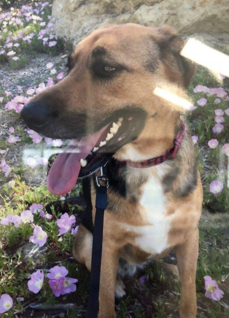 German shepherd beagle mix dog for adoption in newport beach ca