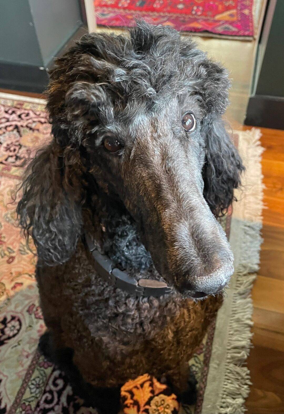 Standard Poodle For Adoption in San Antonio TX Supplies Included
