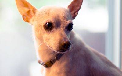Boulder co chihuahua mix dog for private adoption (superior) – meet jasper