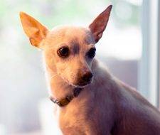 Chihuahua Terrier Mix Dog For Adoption Boullder CO