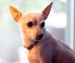 Photo Chihuahua terrier mix dog for adoption boullder co