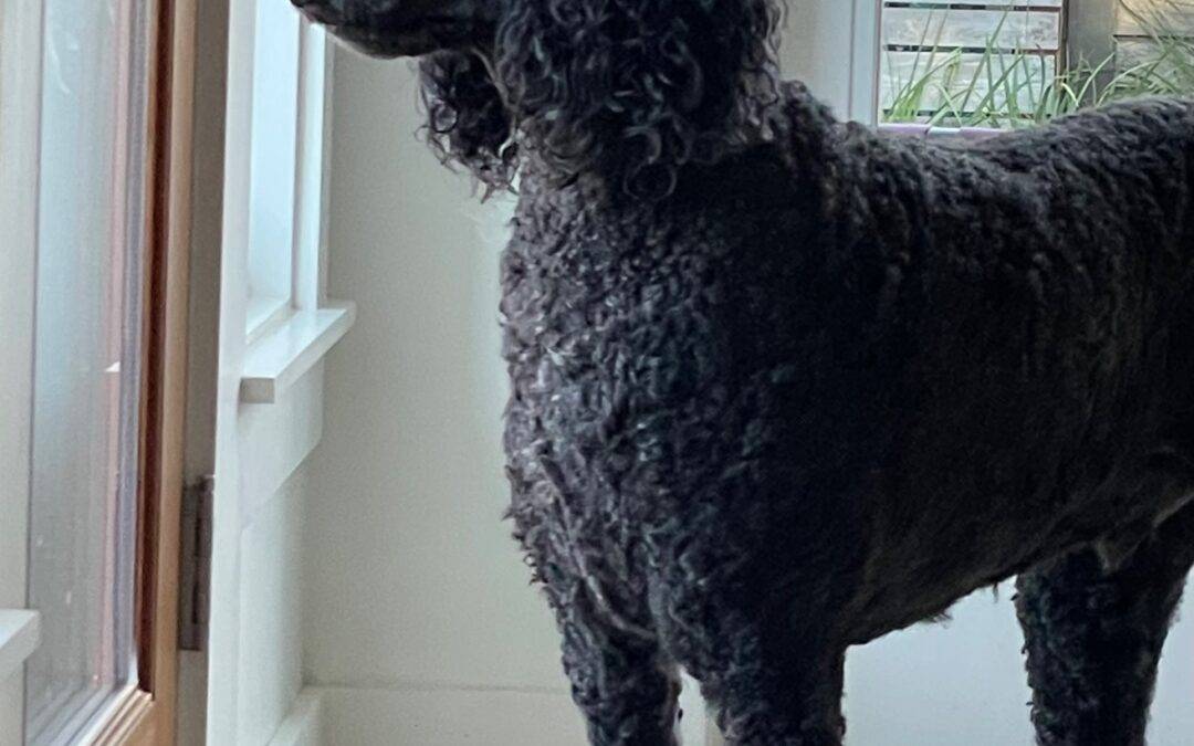Standard poodle for adoption in san antonio tx – supplies included – adopt axel