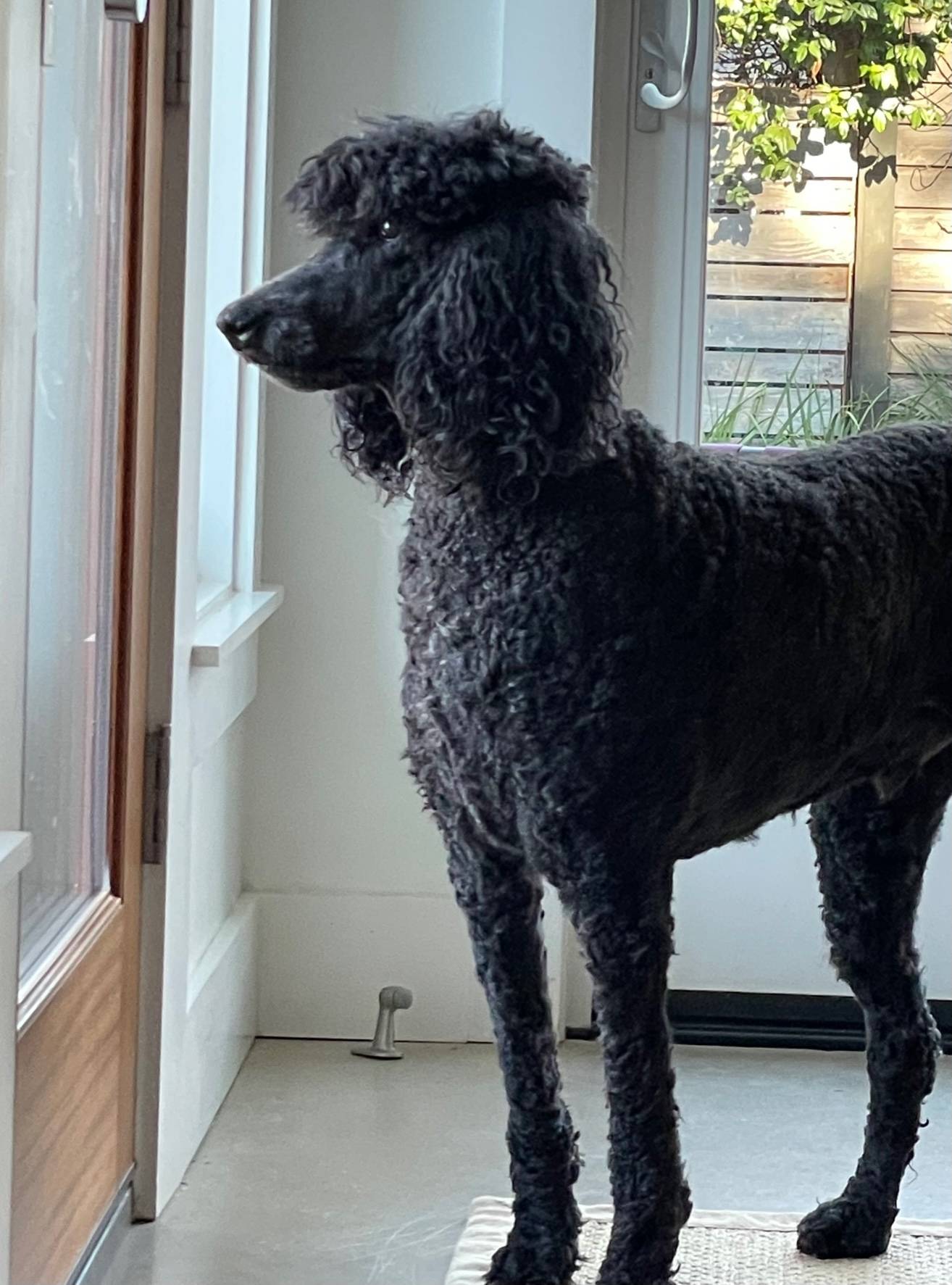 Standard Poodle For Adoption in San Antonio TX – Supplies Included – Adopt Axel