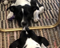 Jack russell terrier border collie mix dog for adoption in washington dc