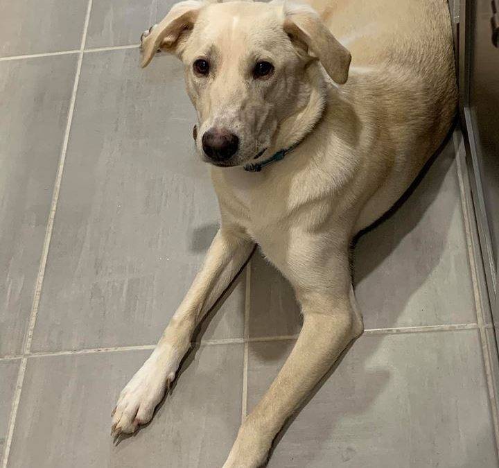 Yellow Labrador Retriever Border Collie Mix Dog For Private Adoption in McKinney Texas – Adopt Sophie