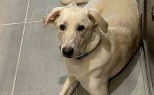 Yellow Labrador Retriever Border Collie Mix For Adoption In McKinney Texas