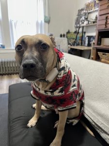 American pit bull terrier german shepherd mix dog for adoption in cleveland ohio - meet aurora