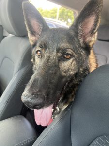german shepherd dog for adoption in tampa fl Photo german shepherd dog for adoption in tampa fl