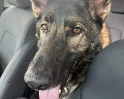 German shepherd dog for adoption in tampa fl