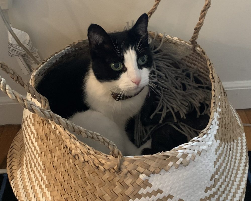 Black & White Tuxedo Cat for Adoption in Charlotte (Cornelius) NC – Meet Kitty Poo