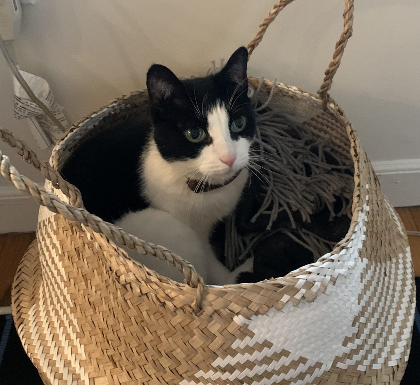 Photo Black & White Tuxedo Cat for Adoption in Charlotte (Cornelius) NC – Meet Kitty Poo