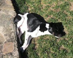 Jack russell terrier border collie mix dog for adoption in washington dc