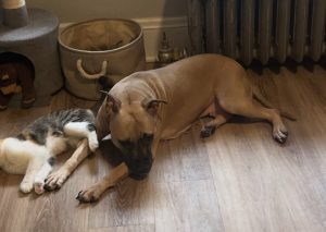 American pit bull terrier german shepherd mix dog for adoption in cleveland ohio - meet aurora
