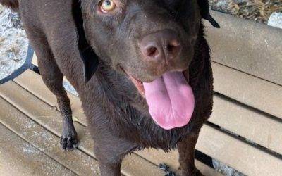 Purebred Chocolate Labrador Retriever For Adoption in Tampa (Valrico) Florida – Adopt Tracie
