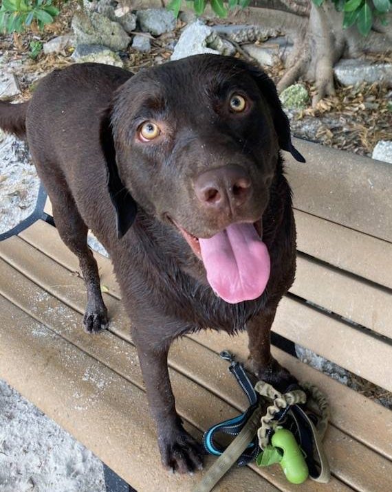 Tracie, a 2 year old 76 pound female Chocolate Labrador Retriever for adoption in Tampa (Valrico) Florida.