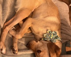 Dog for adoption in spring valley ca