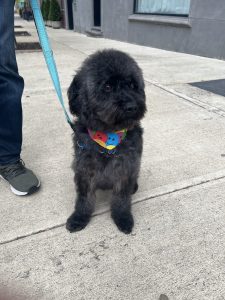 small dogs for adoption by owner Photo Schnoodles For Adoption Near You