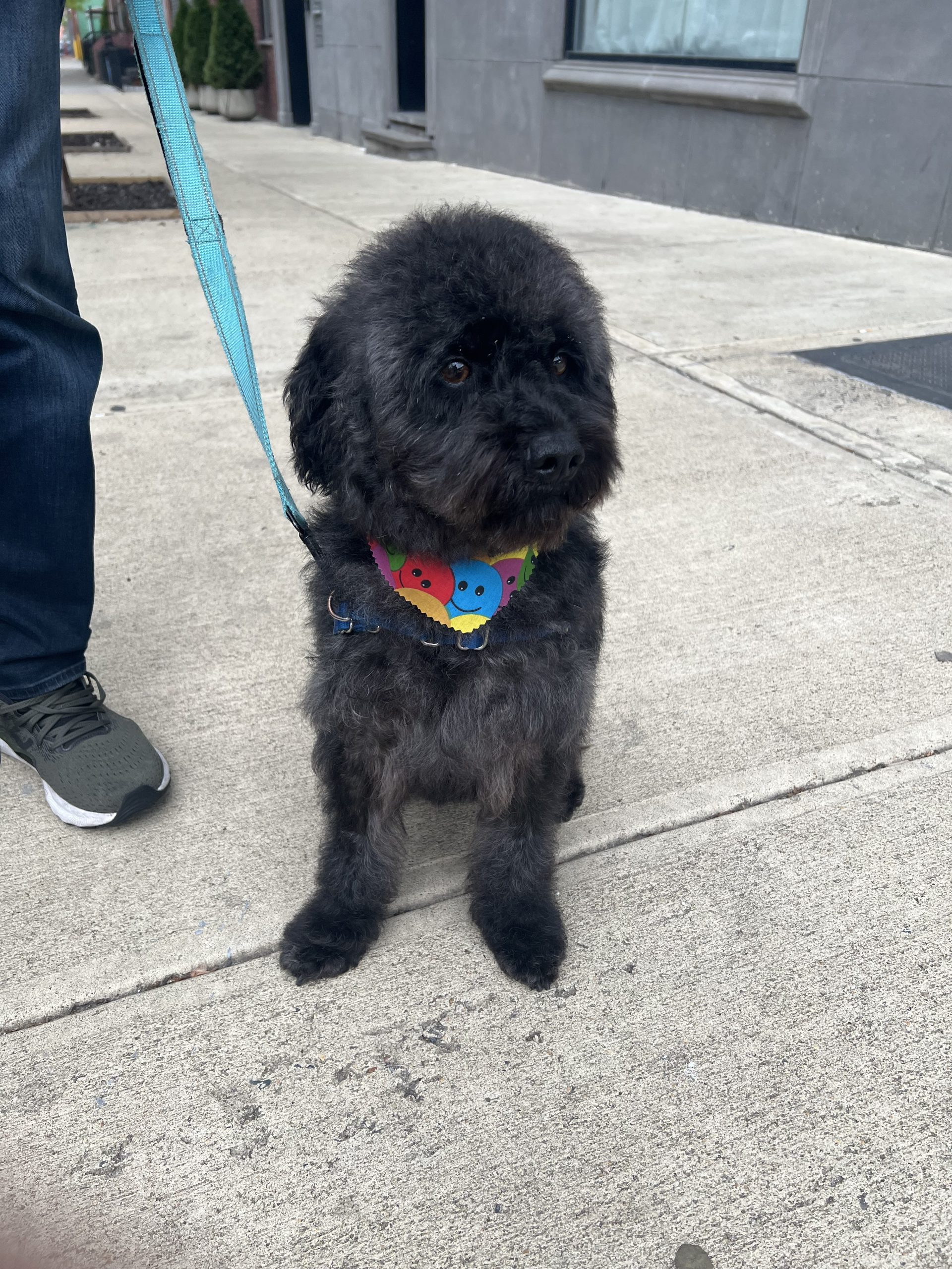 Handsome Schnoodle Dog For Adoption in Brooklyn New York – Meet Ollie