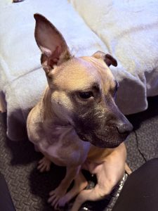 American pit bull terrier german shepherd mix dog for adoption in cleveland ohio - meet aurora
