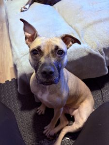 American pit bull terrier german shepherd mix dog for adoption in cleveland ohio - meet aurora