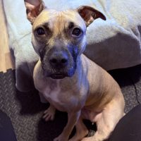 American Pit Bull Terrier German Shepherd Mix Dog For Adoption In Cleveland Ohio - Meet Aurora