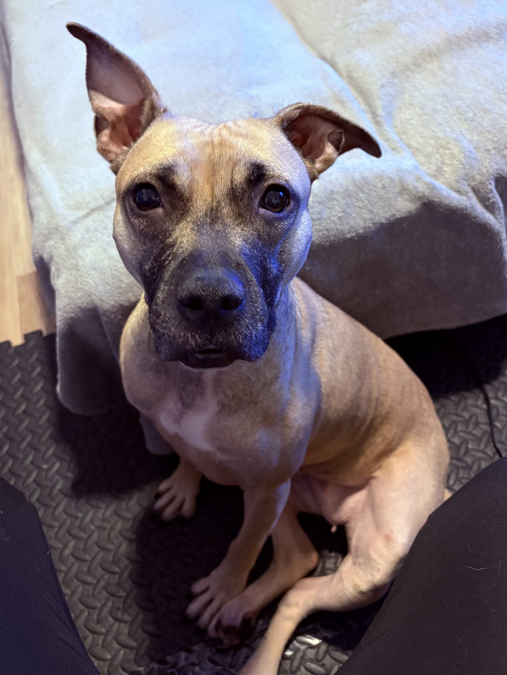 American Pit Bull Terrier German Shepherd Mix Dog For Adoption in Cleveland Ohio - Meet Aurora