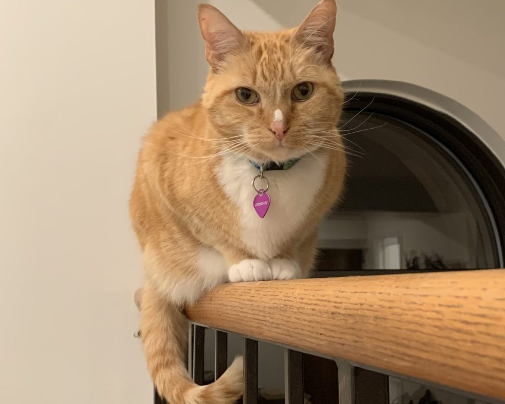 Orange Tabby Cat For Adoption in Charlotte (Cornelius) NC – Meet Casey Poo