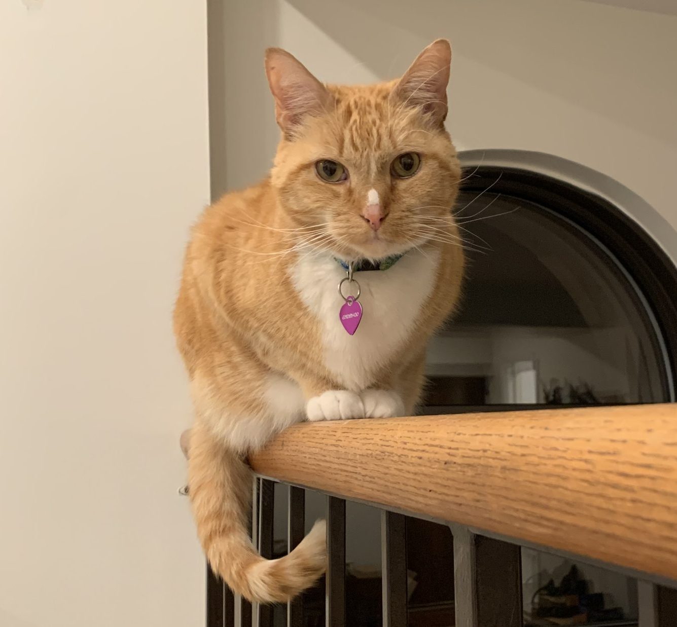Photo Orange Tabby Cat For Adoption in Charlotte (Cornelius) NC – Meet Casey Poo