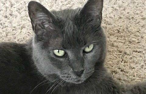 Stunning Russian Blue Cat For Adoption in The Woodlands Texas