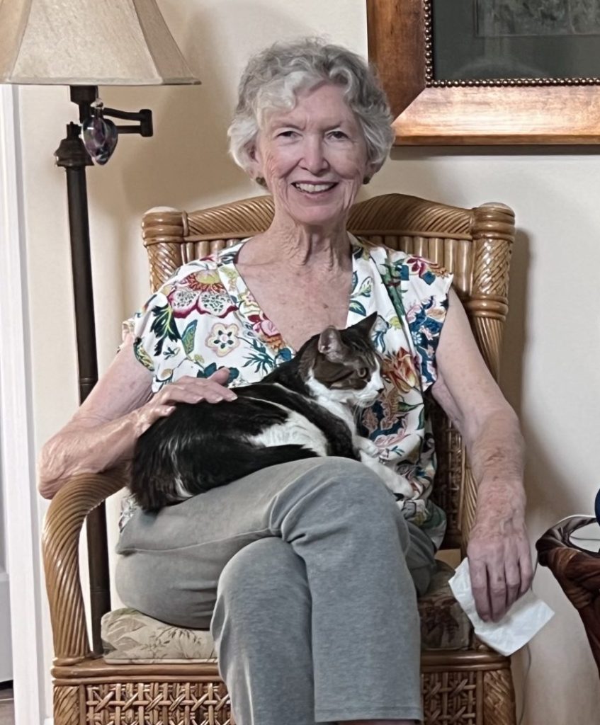 Tuxedo tabby cat sits on owner's lap in sarasota florida