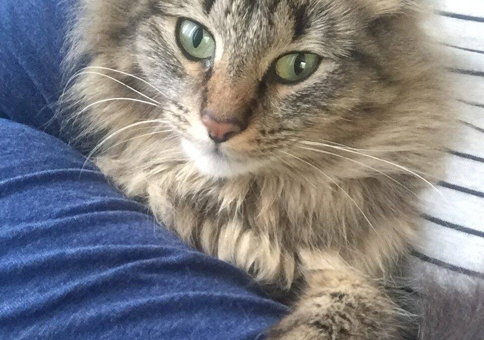 Maine Coon Mix Cat For Adoption in Okotoks Alberta – Supplies Included – Meet Pepper