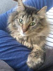 Maine Coon Mix Cat For Adoption In Okotoks AB